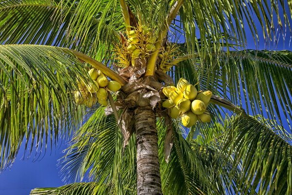 Green coconuts hanging on a palm tree