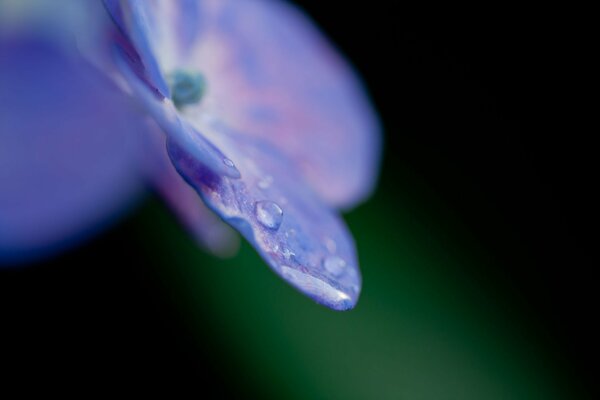 Purple hydrangea petals in dewdrops