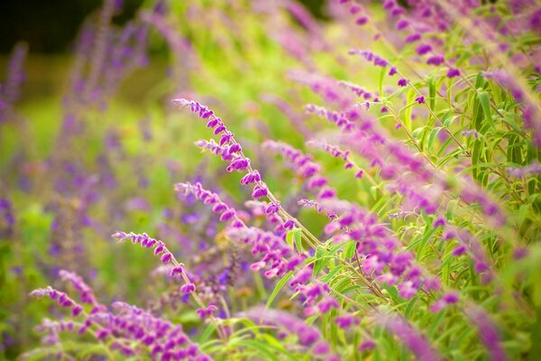 Schizzi della natura: fiori viola, erba e altri verdi di Prato