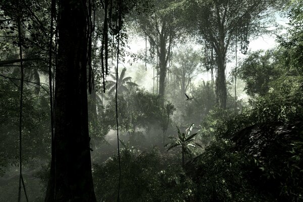 Haze en la selva tropical con enredaderas
