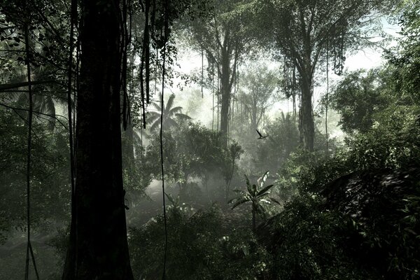 Brume dans la forêt tropicale avec des lianes