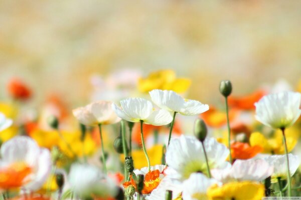 Bunte Wildblumen. Sommerblumen