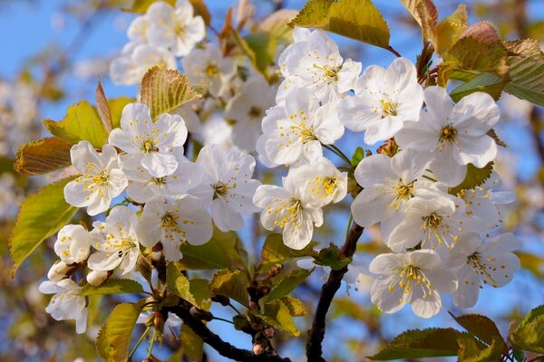 En primavera y los árboles están cubiertos de sol