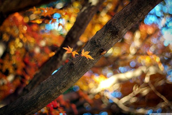 A pretty leaf on a tree