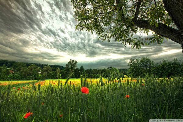 Le milieu de l été chez la grand-mère dans le village