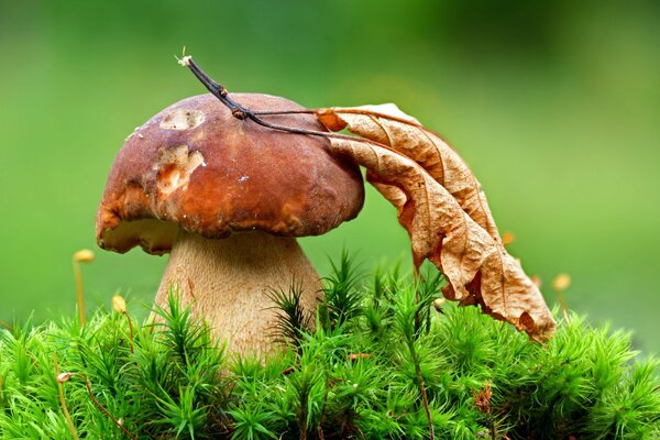 Hermoso hongo con una hoja en el bosque