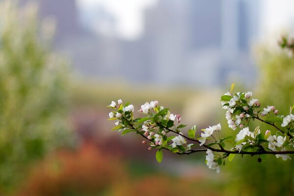 Распустившаяся ветка яблони весной