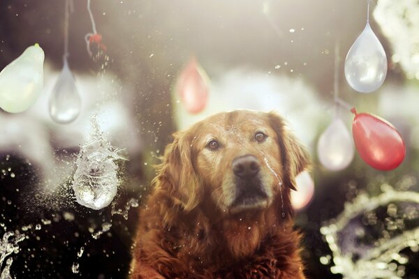 A dog with balloons in the background