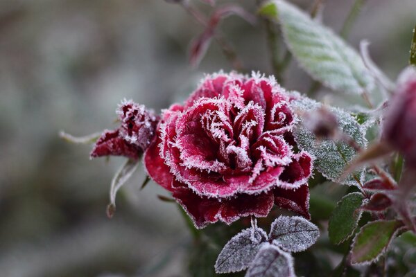 Замёрзшая красная роза с покрытыми кристалликами инея лепестками
