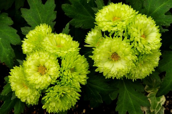 Green asters, lush flowering