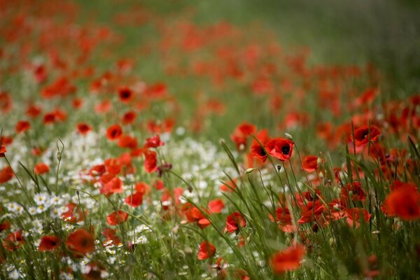 Mohnblüten im Hochsommer