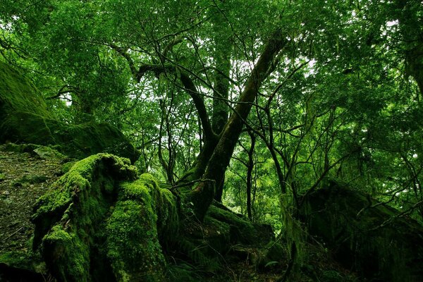 An old forest with stones covered with moss