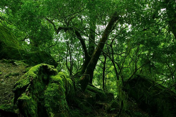 Старый лес с камнями покрытыми мхом