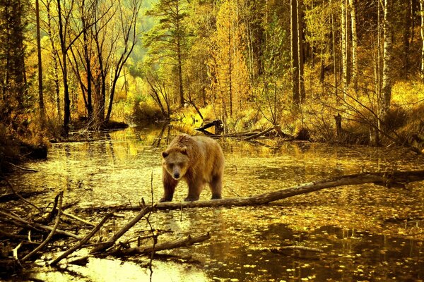 Brown bear on a pond in the forest