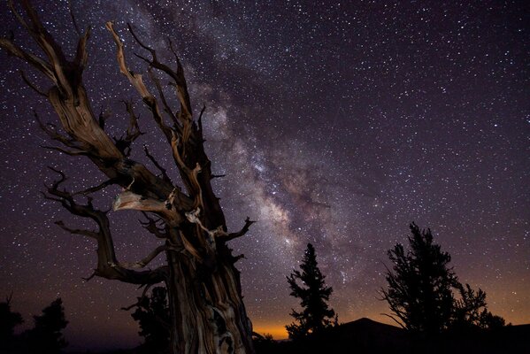 Cielo stellato notturno con albero