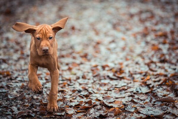 Der Hund rast mit abstehenden Ohren entgegen