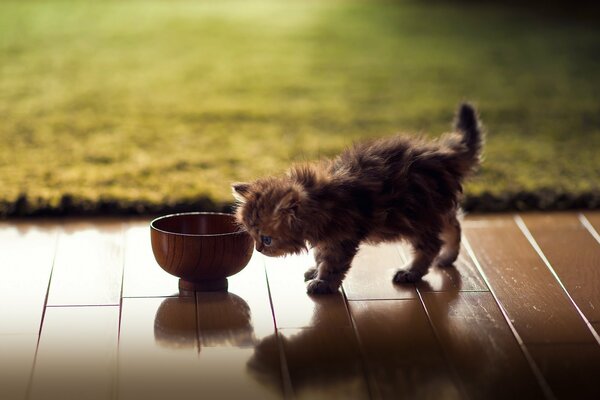 A small kitten approaches the bowl