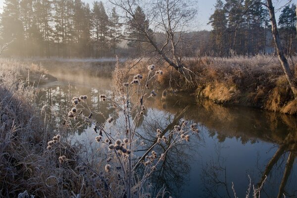 Die Gräser an den Flussufern sind mit Frost bedeckt