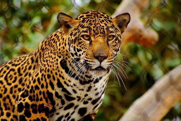 Beautiful jaguar serious look