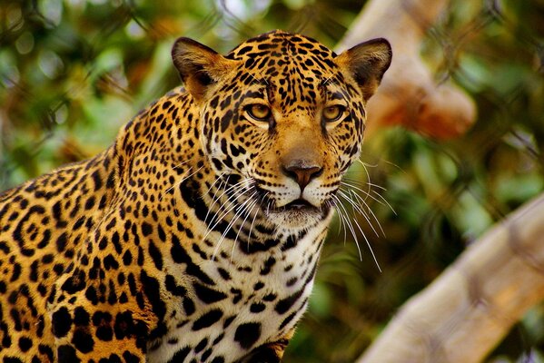 Belle Jaguar regard sérieux