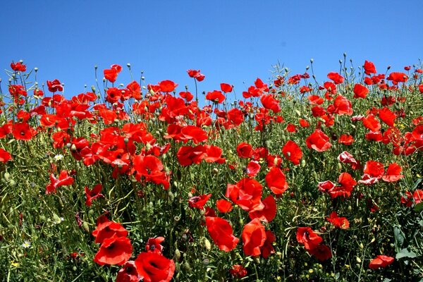 Poppy field. Sunny sky