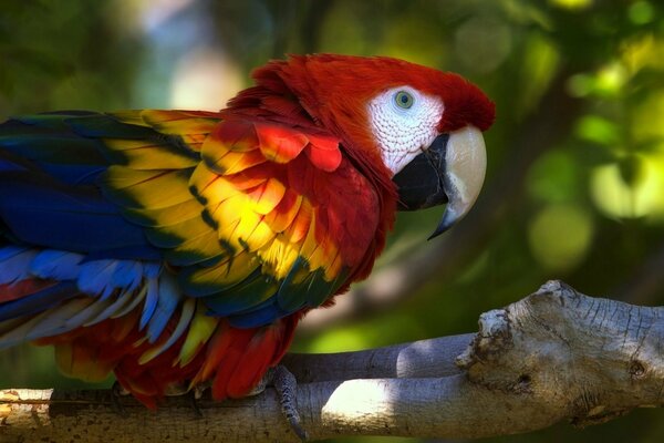 Loro brillante sentado en una rama