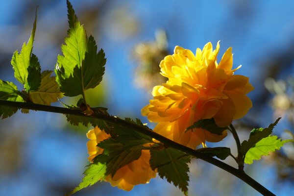 A branch with yellow flowers is a symbol of spring and renewal