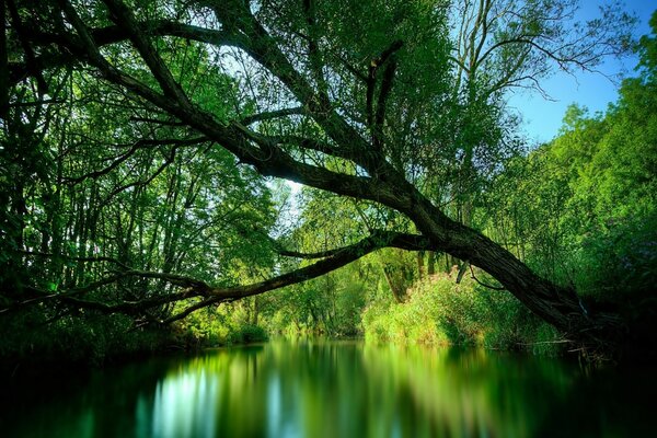 Das Grün der Bäume spiegelt sich im Fluss wider