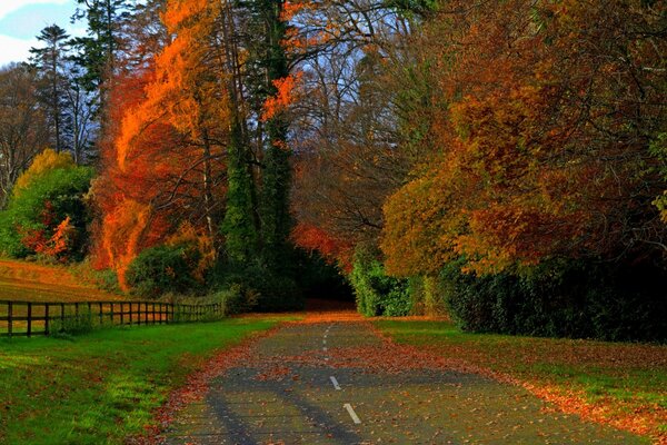 La strada per l autunno. Fogliame autunnale nella foresta