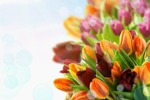 Makro fotografowanie kolorowych tulipanów