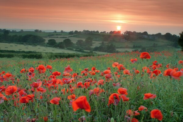 A field with red poppies on a sunset background