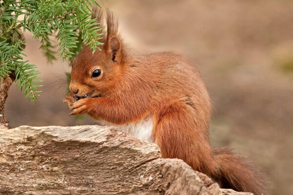 Pequeña ardilla pelirroja peluda vive en el bosque