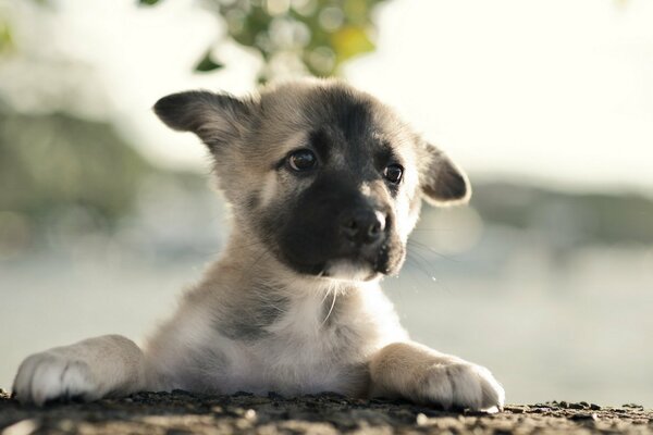 Cucciolo triste che guarda in lontananza