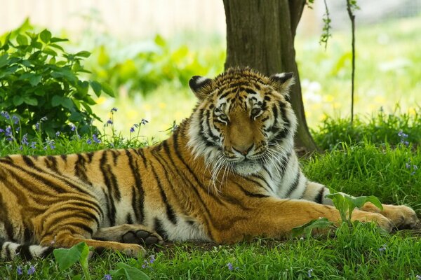 Ein Tiger liegt auf dem Gras unter einem Baum