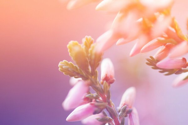 Delicados pétalos de flores en las pinturas del amanecer