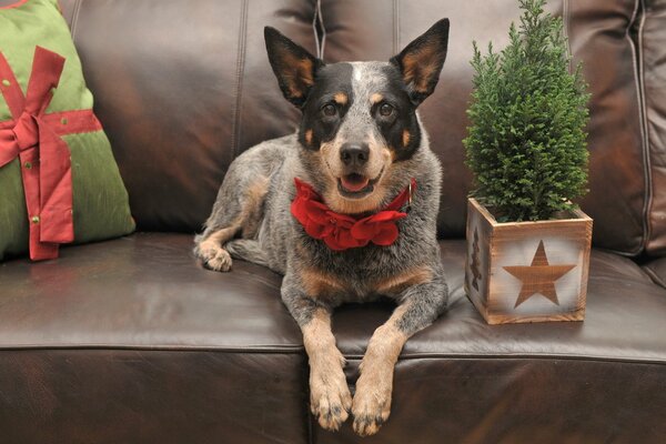 Hund im festlichen Halsband