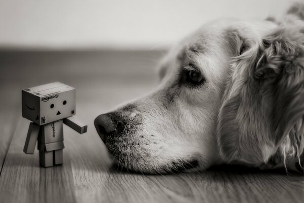 El perro yace frente al hombre de la Caja