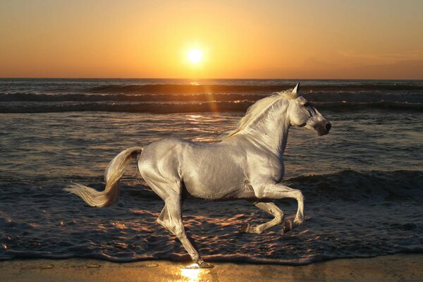 A horse gallops at a beautiful sunset