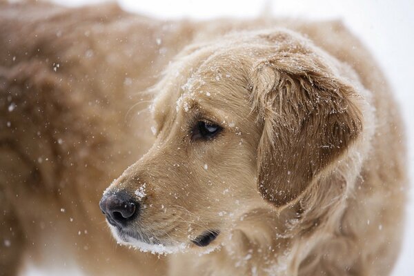 Cane a piedi in tempo nevoso