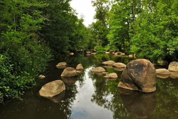 Piedras en el agua en el bosque de verano
