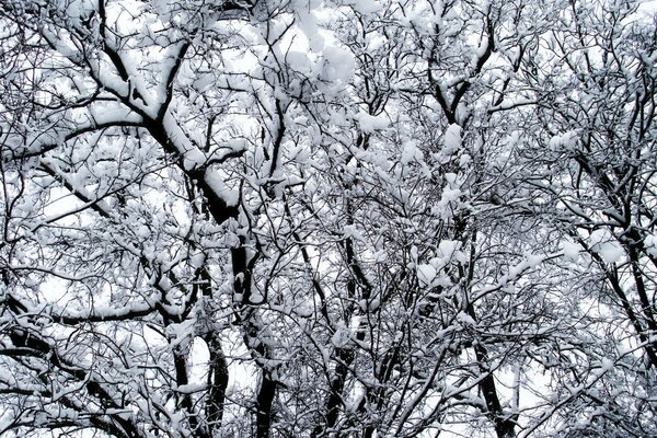 Ein Baum im flauschigen Schnee