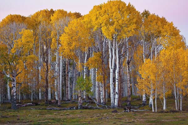 Boschetto di betulle in autunno