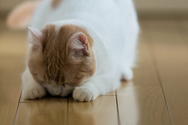 The cat sleeps on the parquet floor