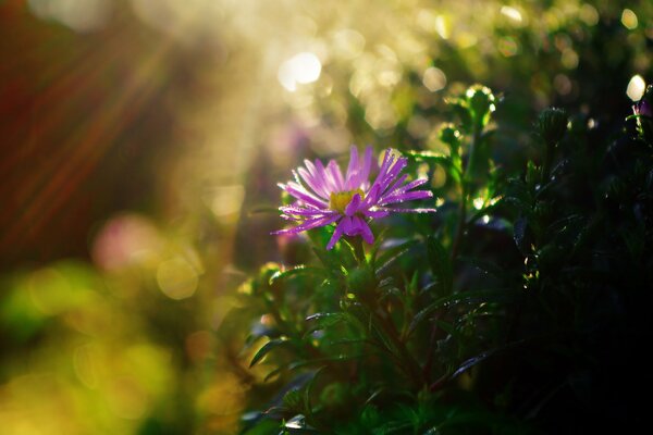 Chrysanthemum bush in the morning sun