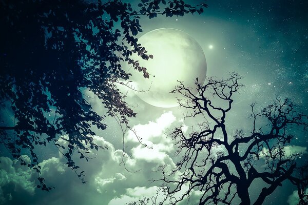 Жуткая ночь, полная луна, которую прикрывает ветка