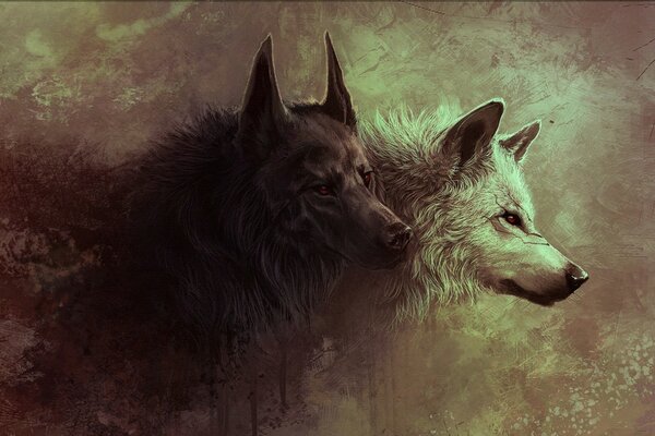 In search of prey two wolves