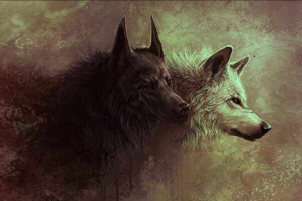 Alla ricerca di prede due lupi