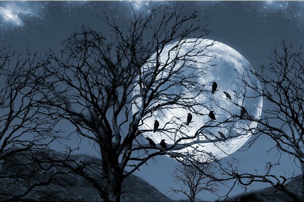 Птицы на дереве видят луну