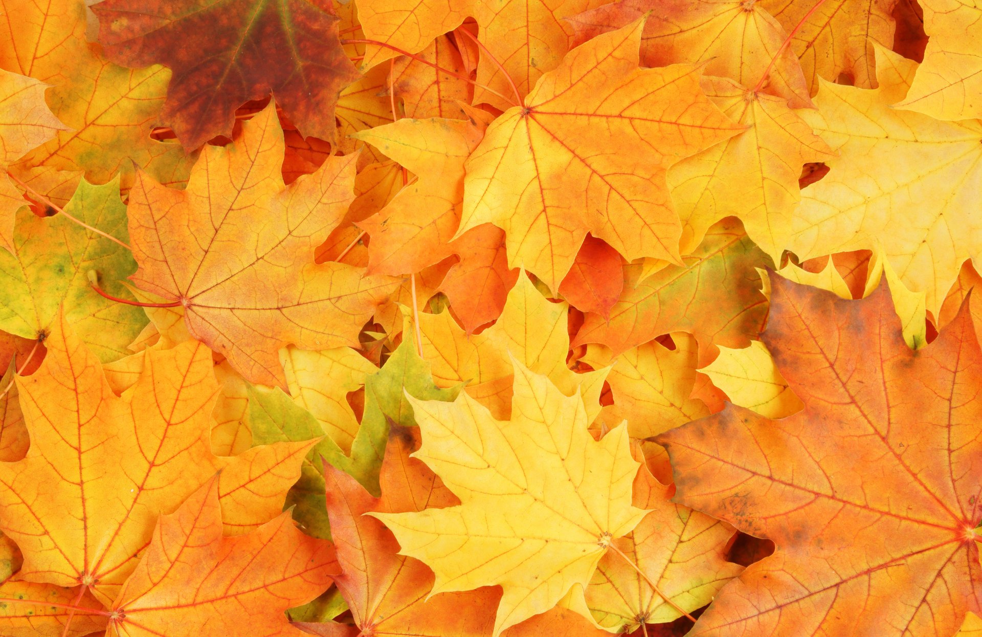 blätter herbst welken helle farben