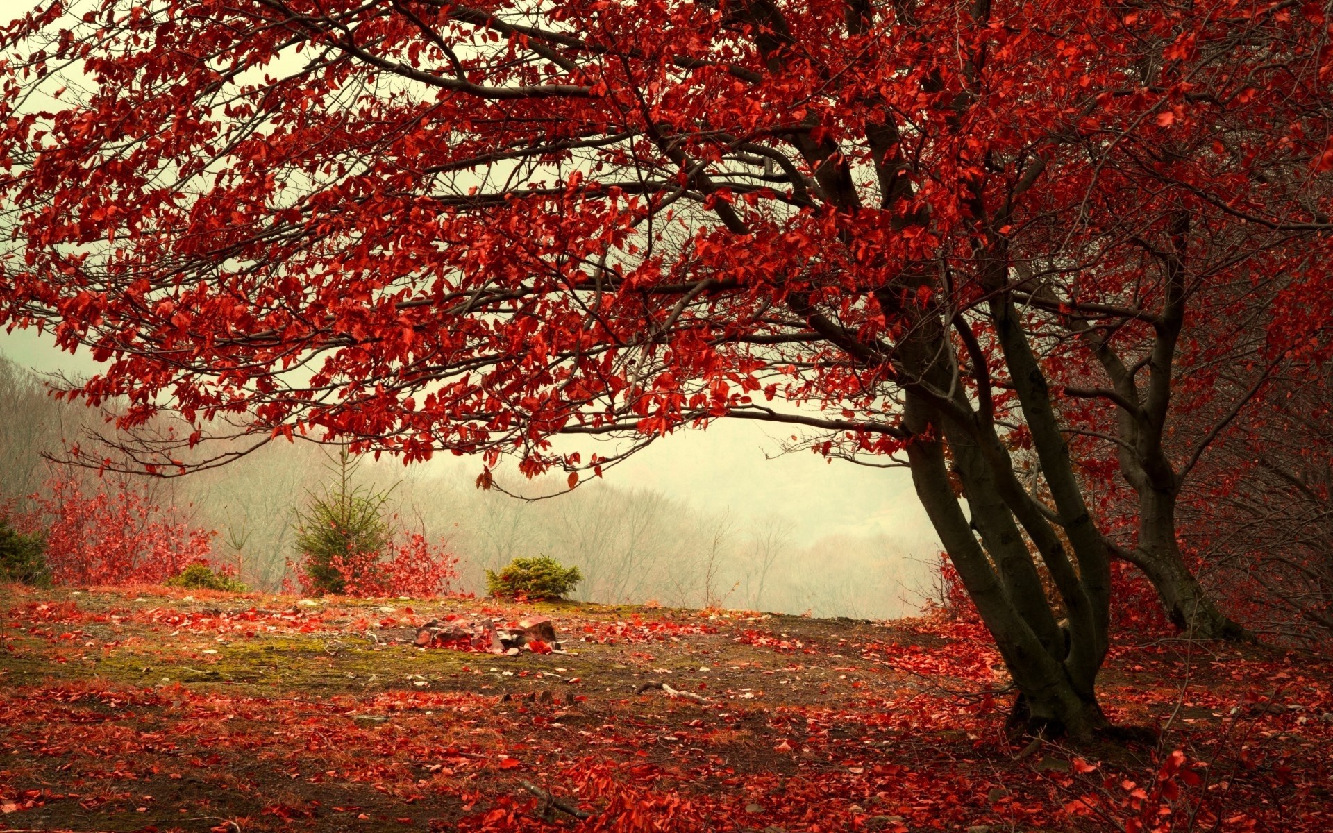 autunno nebbia alberi paesaggi foresta